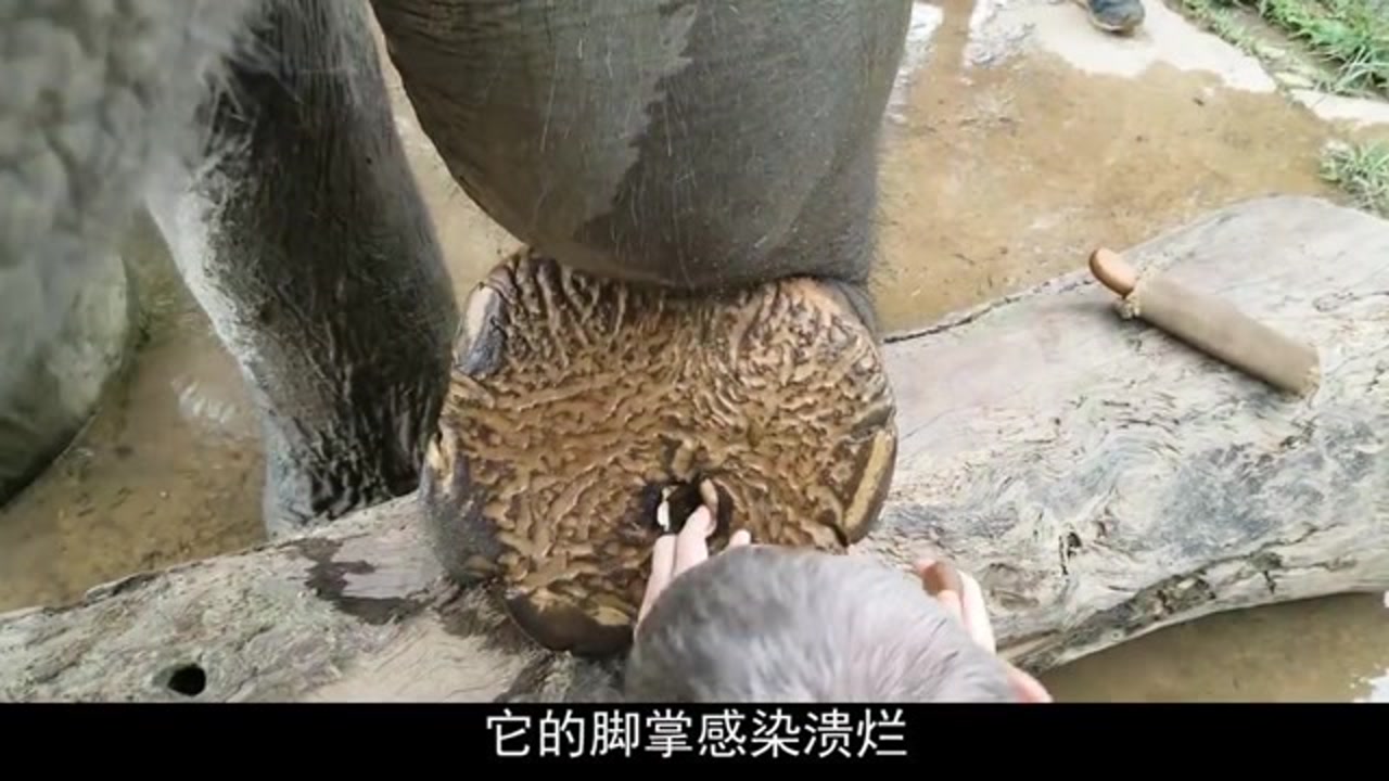 大象脚掌受伤,被刺出一个大洞,看老师傅如何修脚!