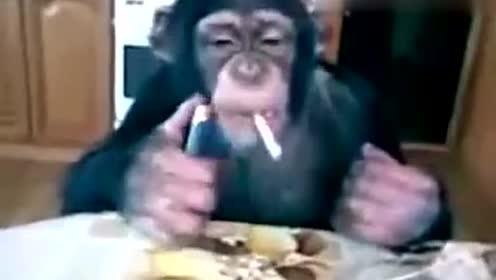 恶搞扮猩猩视频，恶搞扮猩猩视频素材