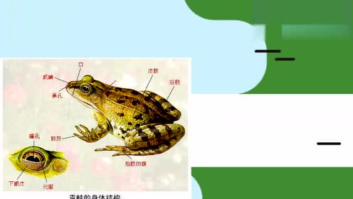 新版八年级生物上册5.1.5 两栖动物和爬行动物