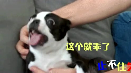 狗撒尿恶搞视频，狗撒尿恶搞视频大全