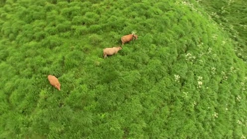 日本熊本县阿苏阿苏与草原相伴千年来自火山口独特的牛肉 腾讯视频