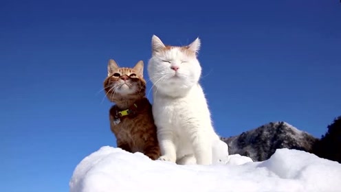 两只猫咪站在雪山之巅,尽显王者之气