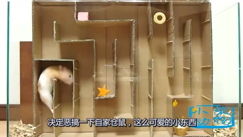 仓鼠走迷宫只为得到一口食物,网友:真是苦了你了!
