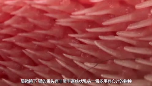 显微镜下 猫的舌头有非常丰富丝状乳头 一舌多用 有心计的物种 腾讯视频