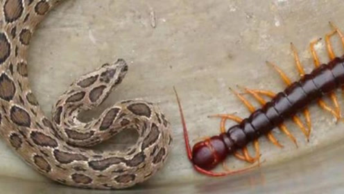 传说蜈蚣是蛇的天敌 这次亲眼见到蜈蚣吃蛇了 网友 涨知识 腾讯视频