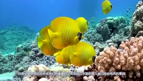 在打雷时一道闪电劈中大海,海里的鱼会怎样,是不是会被电熟呢?