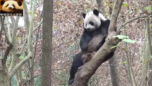 并非如此!这只大熊猫就能拍彩照