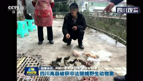 央视联播 四川高县破获非法猎捕野生动物案