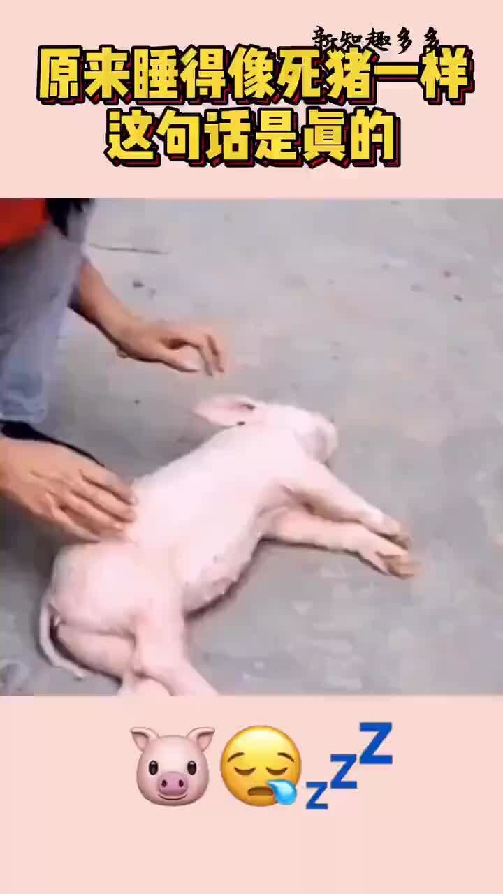 睡得跟死猪一样,这句话是真的