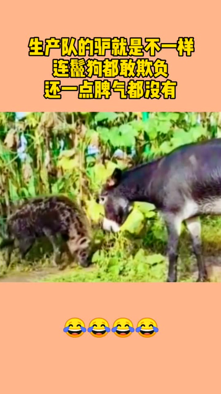 生产队的驴就是不一样,连鬣狗都敢欺负,还一点脾气都没有