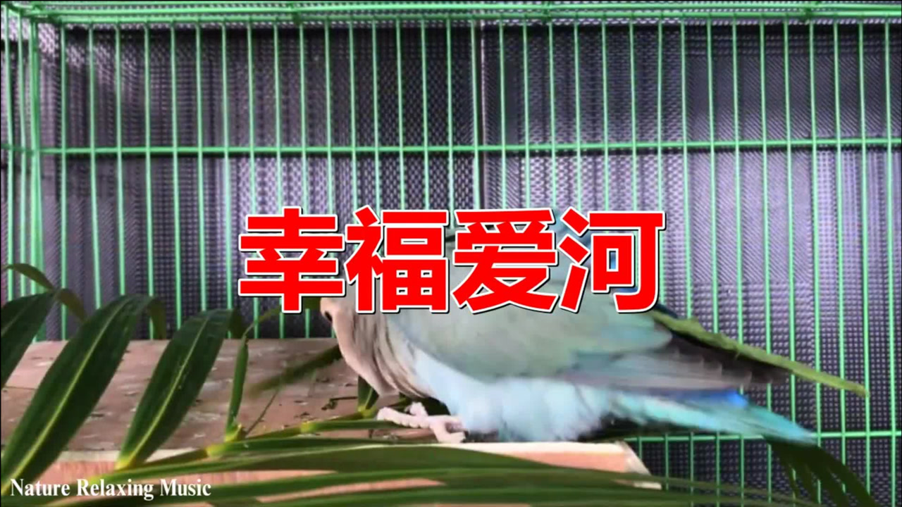 经典老歌《幸福爱河,这是最经典的版本,好听!