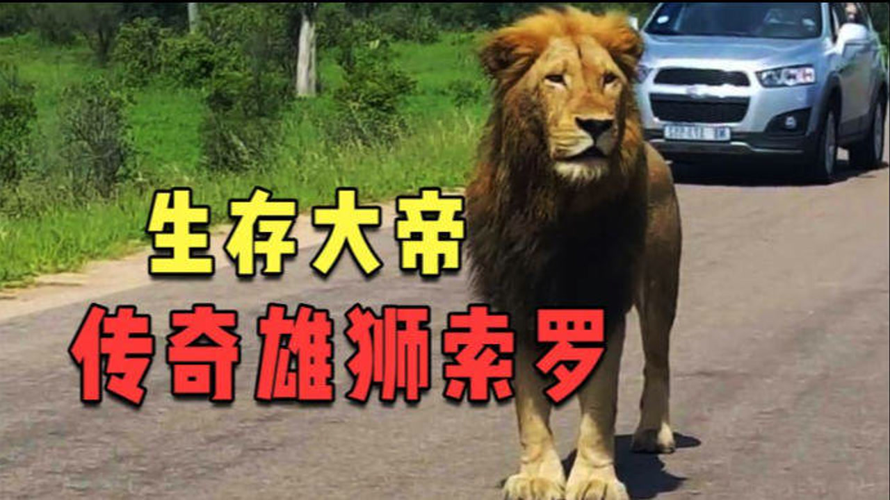 史上最传奇雄狮,生存大帝索罗的故事
