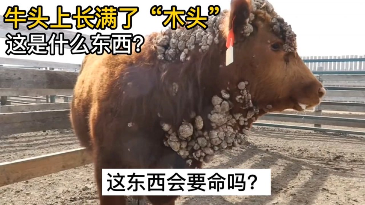 牛头长满"木头疙瘩,扭个头都费劲,遇到牛乳头状瘤该怎么办?