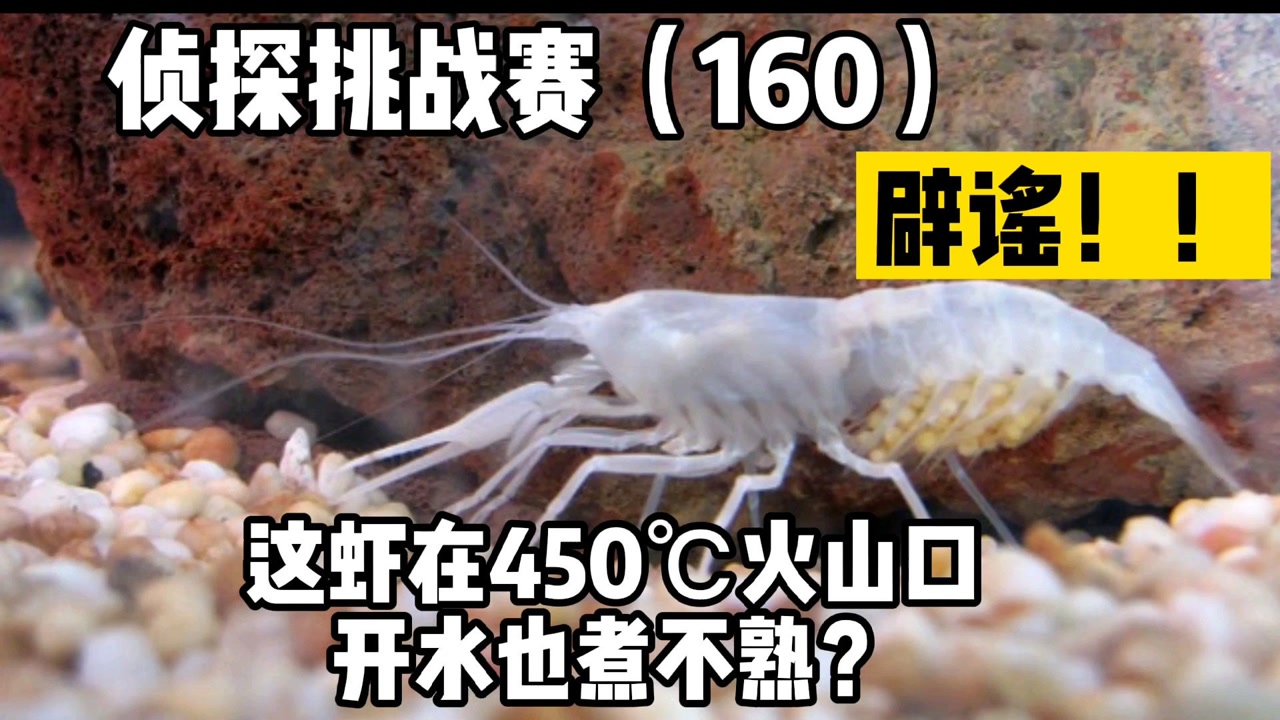 侦探挑战赛(160),辟谣,这虾在450℃火山口,开水也煮不熟?