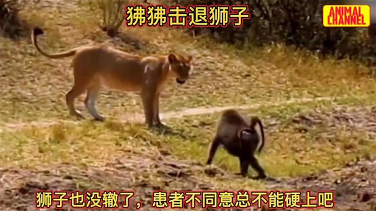 狒狒击退了狮子的来犯,不愧是腰间盘突出的狒狒,胆大