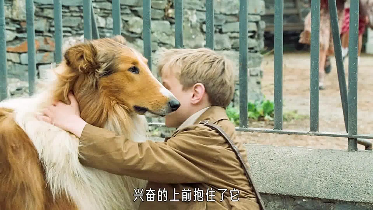 新灵犬莱西:狗狗们不会说话,可是它们却给了我们无言的最多的话