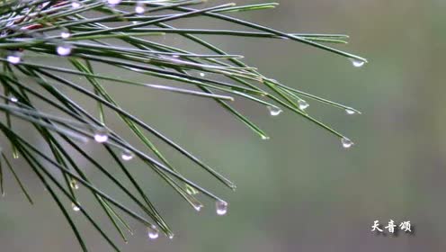 苏教版高中语文必修二 听听那冷雨(节选)(余光中)