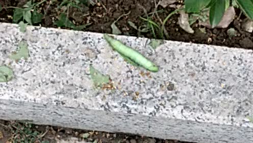 学校花坛 腾讯视频