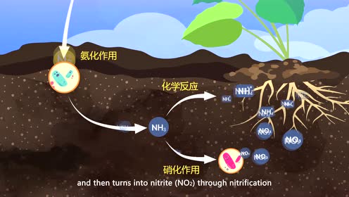 湘教版三年级科学上册第三单元 土壤