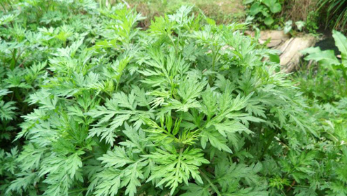 荨麻疹反反复复好不了,用农村这种常见的野草擦洗,一天就见效!