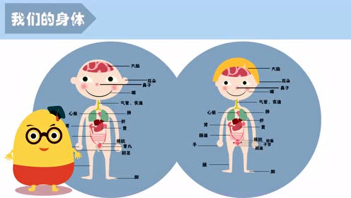 4.1 我们的身体 教科版五年级科学上册第四单元  健康生活