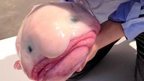 水滴鱼 腾讯视频