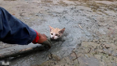 猫咪陷进淤泥里动弹不得,幸好遇到路过的好心人,还喂了吃的