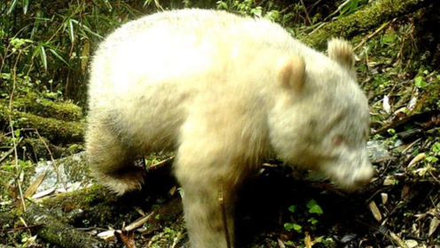四川卧龙发现全球首例白色大熊猫,网友:一看就是不熬夜的乖宝宝