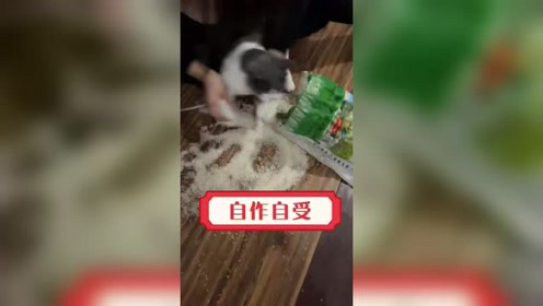 学话猫教育 腾讯视频