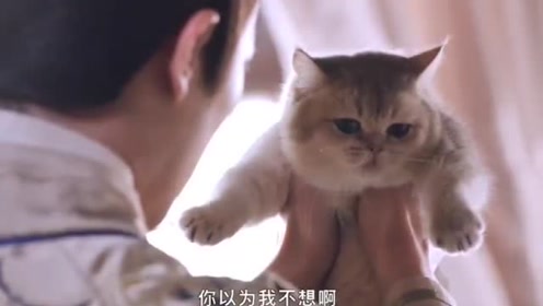 猫变美女 腾讯视频