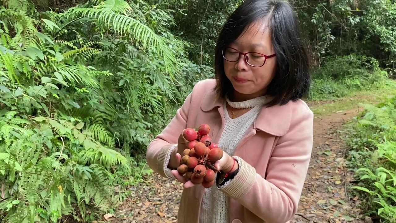 大山里香气扑鼻的香藤果,吃过它的都有30多岁了,如今越来越少见