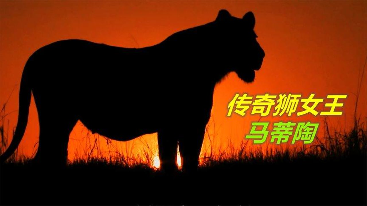 超强悍母狮,马蒂陶!这是一部超级震撼的动物纪录片!
