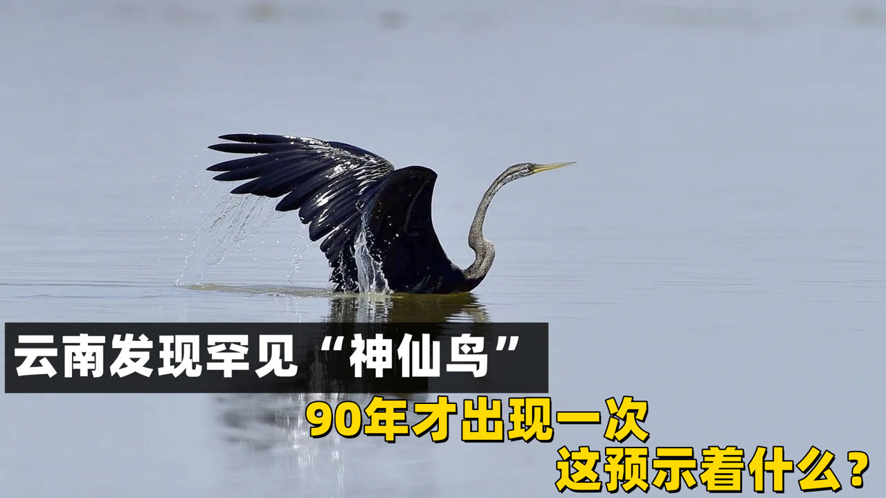 云南发现罕见"神仙鸟",90年才出现一次,这预示着什么?