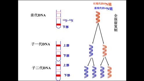张娜 dna半保留复制的实验证据 腾讯视频