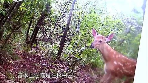 新年好兆头!大连山上又见野鹿!