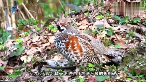 深爱四色房报价,xvideosauzx的越野性能,wwwsusu81vom高清图片