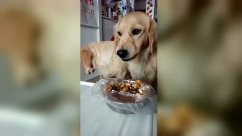 一只护食成性的金毛犬,护食的样子真的超级欠揍的!