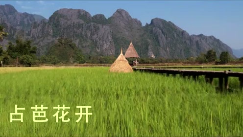 占芭花开 预告片 腾讯视频