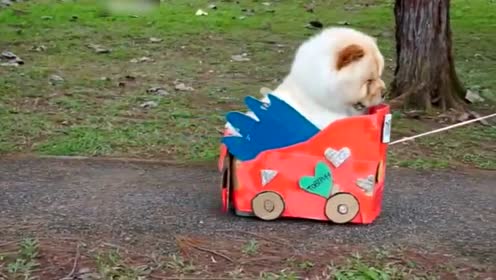 Pemiliknya Memegang Mobil Kecil Chow Chow Sayang Anjing Ini Benar