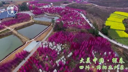 大美中国 探春 四川绵阳安州区