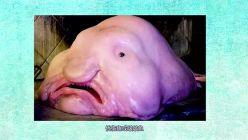 水滴鱼 腾讯视频