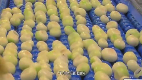 v老外老外粒都是人切的?啤酒实拍洋葱加工厂,看看都想流泪金针菇和洋葱相克吗图片