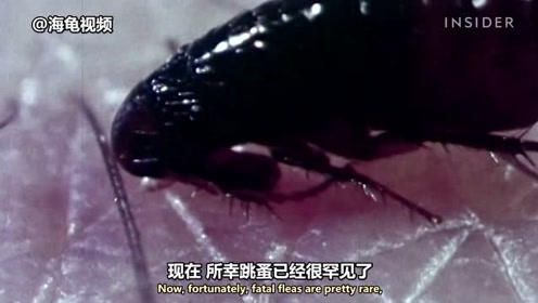 感染鼠疫的跳蚤非常恐怖 为什么它们却杀不死?