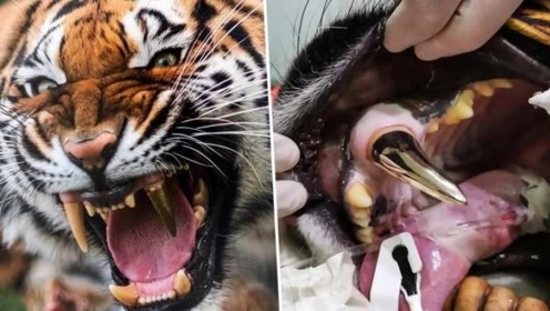 猫咪掉进老虎园,不料一只老虎过来了,看完憋住别笑