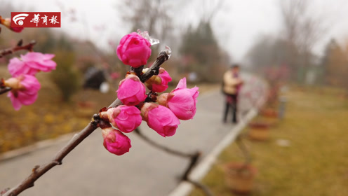 春节假期,去西安植物园"梅香诗韵"梅花展,观赏姿态各异的梅花