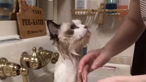 学话猫教育 腾讯视频