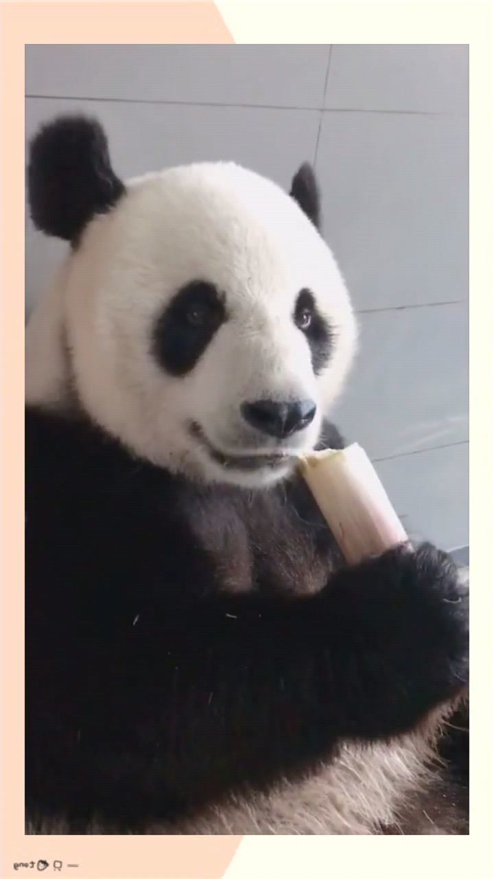 熊猫一口咬断竹子,这咬合力太惊人了,不愧是食铁兽!