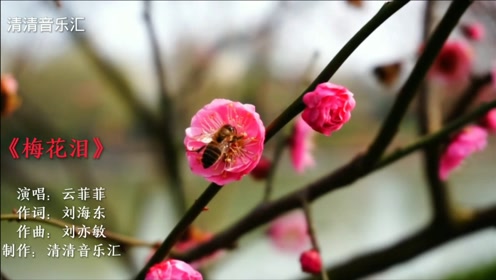 云菲菲一首《梅花泪》不是梅花没有泪,只是冰雪还没寒透梅花蕊!