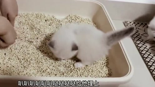猫砂盆 腾讯视频
