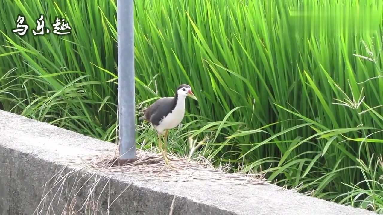 稻田里的白面水鸡,又叫秧鸡,小时候经常见到这种野鸡